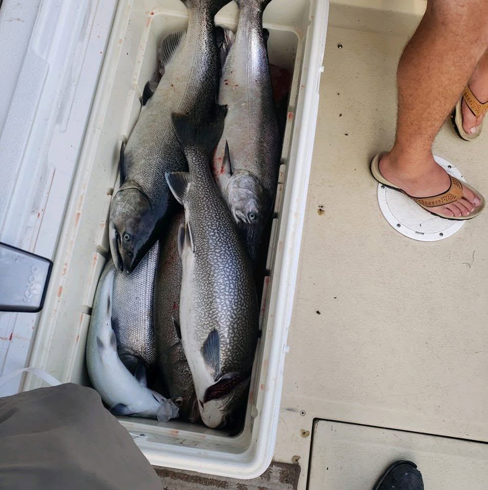 A cooler filling up with salmon and lake trout aboard the Double Down