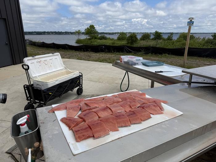The day's catch filleted and ready to take home