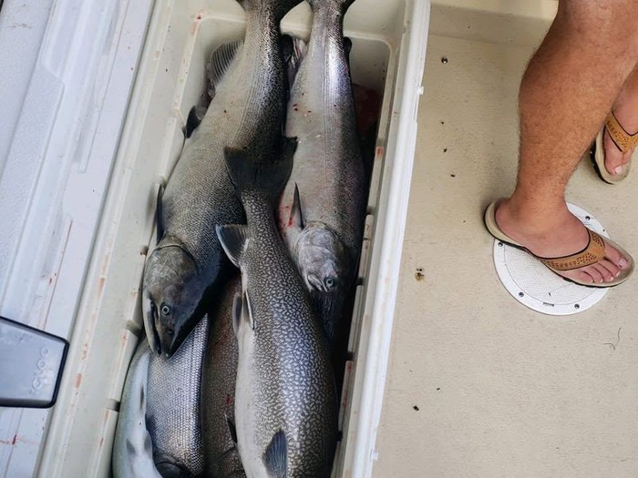 A cooler filling up with salmon and lake trout aboard the Double Down